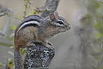 Click to see Y-JG-DSC1237.JPG