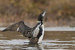 Click to see Y-JG-DSC1421-MOD.JPG