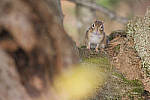 Click to see Y-JG-DSC1436-MOD.JPG
