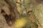 Click to see Y-JG-DSC1436.JPG