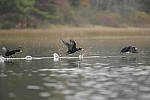Click to see Y-JG-DSC1491.JPG