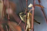 Click to see Y-JG-DSC1571.JPG