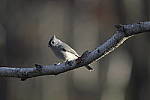 Click to see Y-JG-DSC2065.JPG