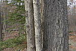 Click to see Y-JG-DSC2092-VS-GFX-BASE-ISO-F8.JPG