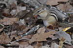 Click to see Y-JG-DSC2119.JPG