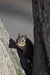 Click to see Y-JG-DSC2313.JPG