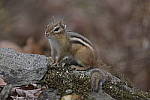 Click to see Y-JG-DSC2382.JPG