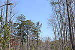 Click to see J3PINE.JPG