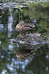 Click to see Y_DSC0540.JPG