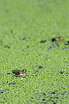 Click to see Y_DSC0550.JPG