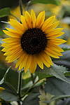 Click to see Y_DSC0592.JPG