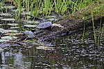 Click to see Y_DSC0616.JPG