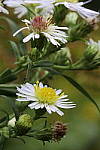 Click to see Y_DSC0645.JPG