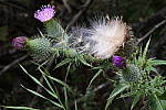 Click to see Y_DSC0664.JPG