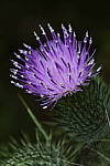 Click to see Y_DSC0674.JPG