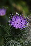 Click to see Y_DSC0679.JPG