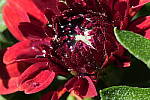 Click to see Y_DSC0726.JPG