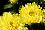 Click to see Y_DSC0727.JPG