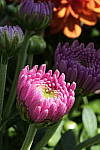 Click to see Y_DSC0740.JPG