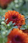 Click to see Y_DSC0746.JPG