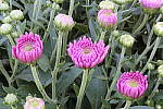 Click to see Y_DSC0749.JPG
