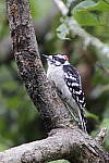 Click to see Y_DSC0760.JPG