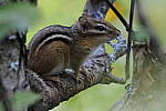 Click to see Y_DSC0763.JPG