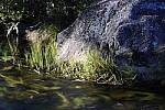 Click to see Y_DSC0889.JPG