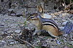 Click to see Y_DSC0948.JPG