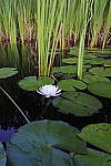 Click to see Y_DSC0957.JPG