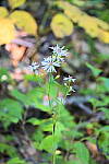 Click to see Y_DSC1065-Pop.JPG