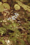 Click to see Y_DSC1066-Retro.JPG