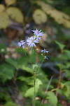 Click to see Y_DSC1071-Soft.JPG