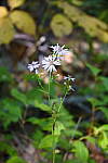 Click to see Y_DSC1072-Miniature.JPG