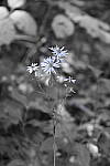 Click to see Y_DSC1073-SelClrPurple.JPG