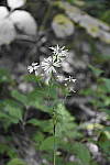 Click to see Y_DSC1074-SelClrGreen.JPG