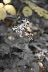 Click to see Y_DSC1075-SelClrYellow.JPG