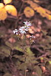 Click to see Y_DSC1077-XProcessRed.JPG