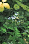 Click to see Y_DSC1078-XProcessYellow.JPG