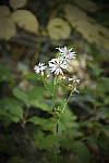 Click to see Y_DSC1080-Toy.JPG