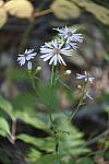 Click to see Y_DSC1082-Fisheye.JPG