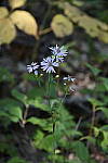 Click to see Y_DSC1083-Landscape.JPG