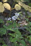 Click to see Y_DSC1084-Macro.JPG