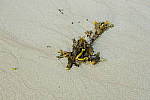 Click to see Y_DSC1454.JPG