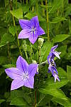 Click to see Y_DSC1488.JPG