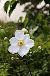 Click to see Y_DSC1497.JPG