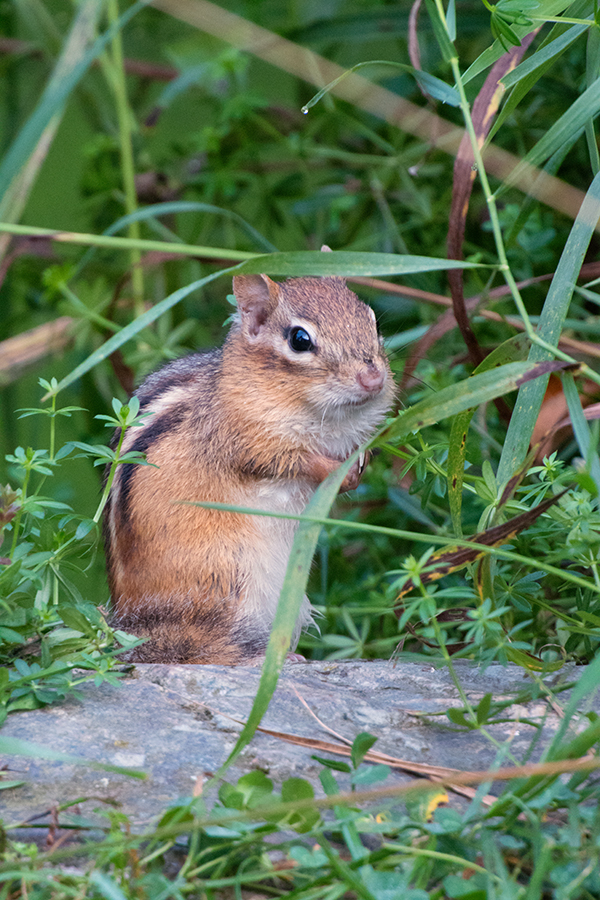 Nikon J5 Field Test -- Gallery Image