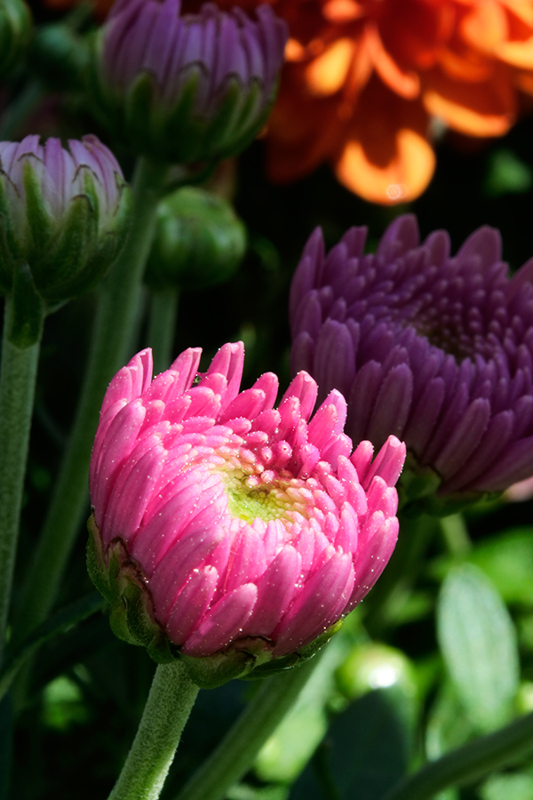 Nikon J5 Field Test -- Gallery Image