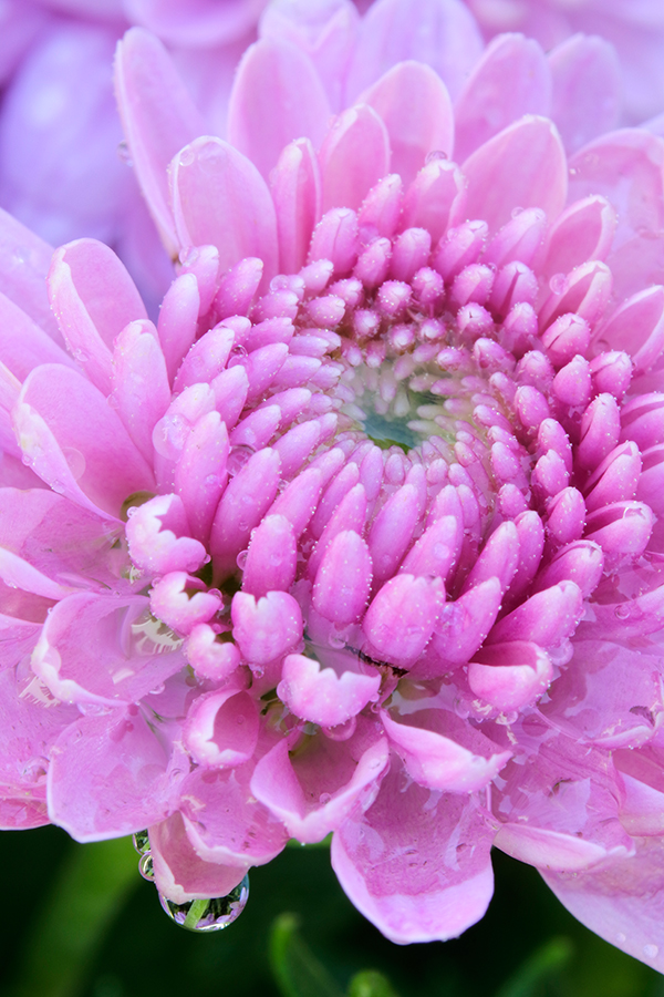 Nikon J5 Field Test -- Gallery Image
