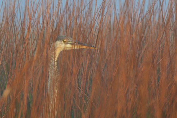 Nikon J5 Field Test -- Gallery Image